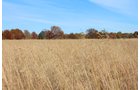 Tract 10 - OKLAHOMA LAND & REAL ESTATE AUCTION, 438 +/- Acres offered in 13 Tracts